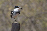 Lanioturdus torquatus